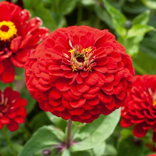 Zinnia flor de Dalia - Scarlet Flame - Zinnia elegans - Tonos ardientes, belleza duradera - Semillas frescas
