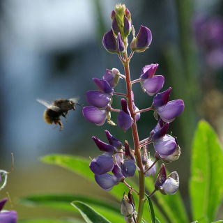 Sweet lupin "Regent" - 1 kg; narrowleaf lupin, narrow-leaved lupin, blue lupin