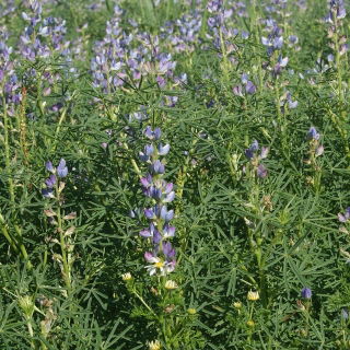 Lupin manis "Sonet" - 1 kg; lupin berdaun sempit, lupin berdaun sempit, lupin biru - 