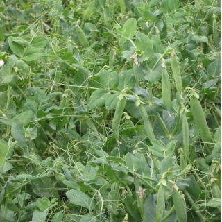 Mazăre - Milwa - 1 kg - Soi de furaj timpuriu - Semințe proaspete