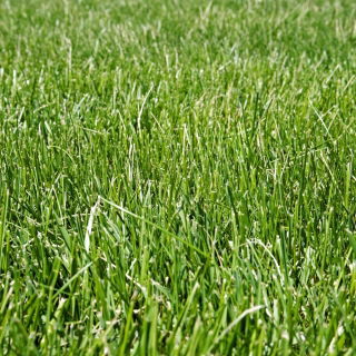 Festuca roja "Areta" - 5 kg; festuca roja rastrera - 