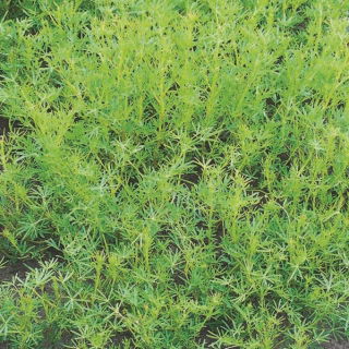 Sladká lupina "Rumba" - 1 kg; lupina s úzkými listy, modrá lupina - 