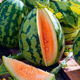แตงโม "Orangeglo" - หลากหลายสีส้ม - Citrullus lanatus - เมล็ด