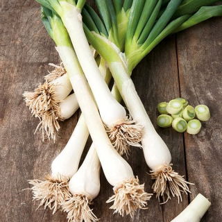 Allium fistulosum - Carel - frø