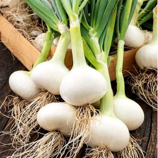 Onion "Wolf" - wintering variety