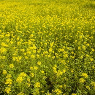 화이트 머스타드 "Bardena"-0.5kg - 