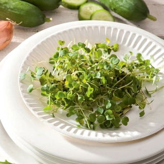 Sprouts - zaden - Zwaardherik - Eruca vesicaria
