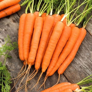 Carrot "Lenka" - a medium-early variety - 100 g