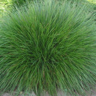 Corail fescue merah Stoloniferous (menyebar) - 5 kg - 