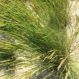 Festuca rossa stolonifera Rossinante - 5 kg - 