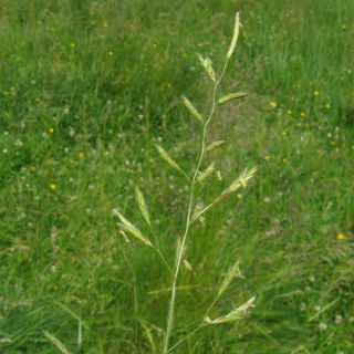 Festuca de la pradera Arita - 5 kg - 