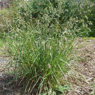 Cock's-foot, orchard grass Niva - 5 kg