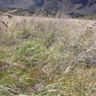 Cock's-foot, orchard grass Amba - 5 kg