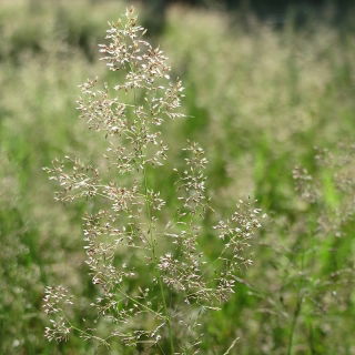 ไฮแลนด์งอสามัญ - 5 กก - 