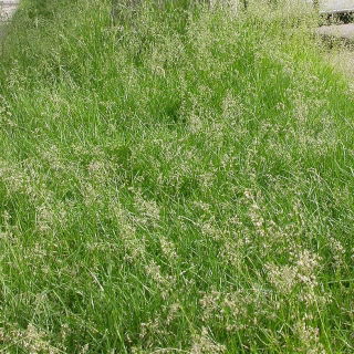 Rasen blaues Gras Sonnenstrahl - 5 kg - 