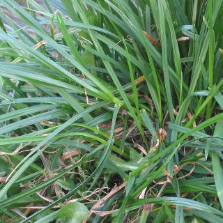 Ryegrass 2N Temprano tahunan, varietas padang rumput - 5 kg - 