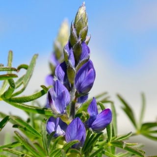 Lupin pahit "Oskar" - 1 kg; lupin sempit, lupin berdaun sempit, lupin biru - 