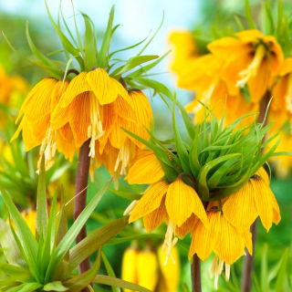 Coroa imperial - 'Beleza listrada'; fritilar imperial, coroa de Kaiser