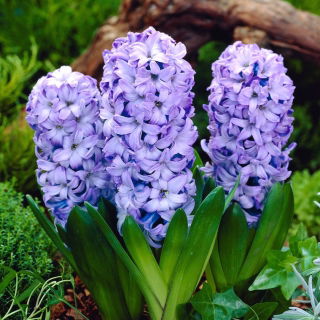 Hyacinth Delft Blue - confezione grande! - 30 pz