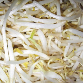 Biji kacang hijau tumbuh - 