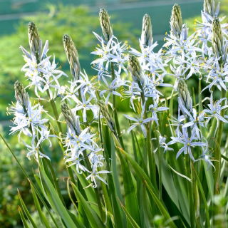 Cama lui Cusick - 2 buc.; quamash, zambila indiană, camash, zambila sălbatică, Camassia