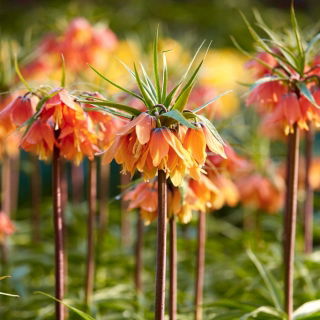 Crown imperial - Bach; keiserlig fritillary, Kaisers krone