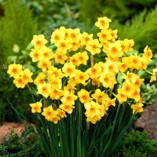 Narcis, narcis Martinette - 5 st