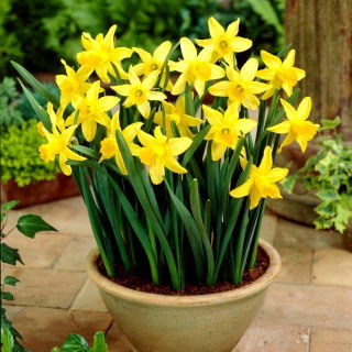 Daffodil, narcissus February Gold - 5 pcs