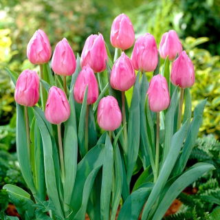Tulp Aafke - groot pakket! - 50 stuks - 