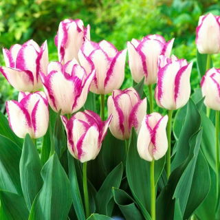 Tulip Affaire - 5 pcs
