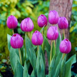 Tulip Attila - 5 Stk