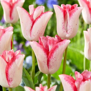 Tulip Beauty Trend - pacote grande! - 50 pcs.