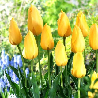 Tulip Big Smile - stor pakke! - 50 stk