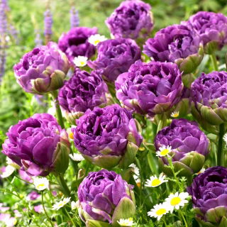 Tulip Blue Wow - 5 pcs