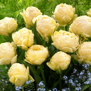 Tulpan 'Bowl of Beauty' - 5 st