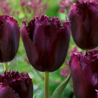 Tulip Cuban Night - 5 pcs - 