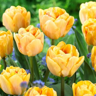 Tulp Foxy Foxtrot - 5 st - 