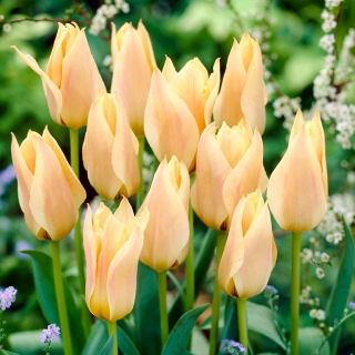 Tulip 'Für Elise' - 5 pcs