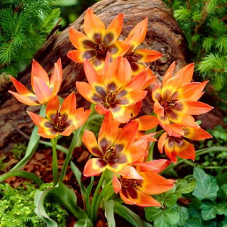 Tulp Little Princess - groot pakket! - 50 stuks - 