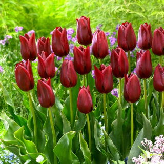 Tulip National Velvet - 5 pezzi