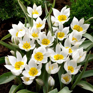 Tulip Polychroma - großes Paket! - 50 Stück