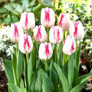 Tulip Salvo - large package! - 50 pcs
