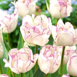 Tulip Shirley Doble - 5 piezas
