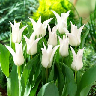 Tulp 'Tres Chic' - 5 st - 