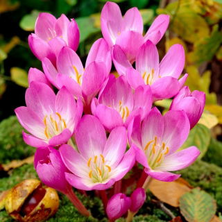 Azafrán de otoño 'Dick Trotter'; pradera azafrán, dama desnuda