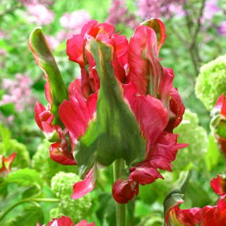 Tulip Red Wave - 5 pcs