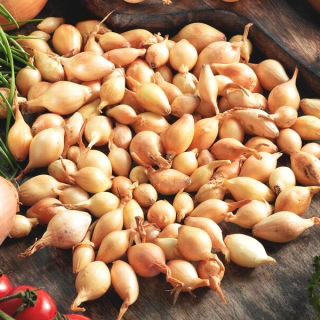 Overwinterende groene ui - 10 kg; lente-ui - 