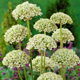 Zwarte knoflook - groot pakket! - 30 stuks; breedbladige prei, breedbladige knoflook - 