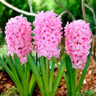 Hiacintes - Hiacynt Marconi - 3 gab. Iepakojums - Hyacinthus