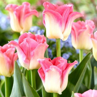Tulipano 'Crown of Dynasty' - 5 pezzi